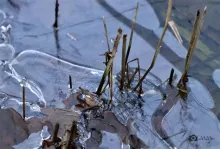 Dun laagje ijs aan de oever